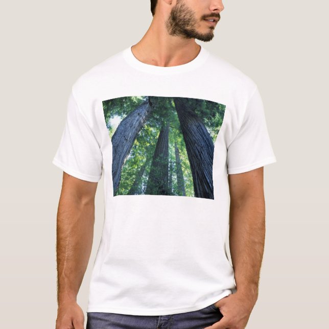Montgomery Woods State Reserve, Kalifornien. Tee (Framsida)