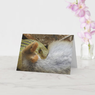 Montpellier Snake Feasting på kaninkort Kort