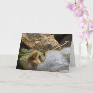 Montpellier Snake Feasting på kaninkort Kort