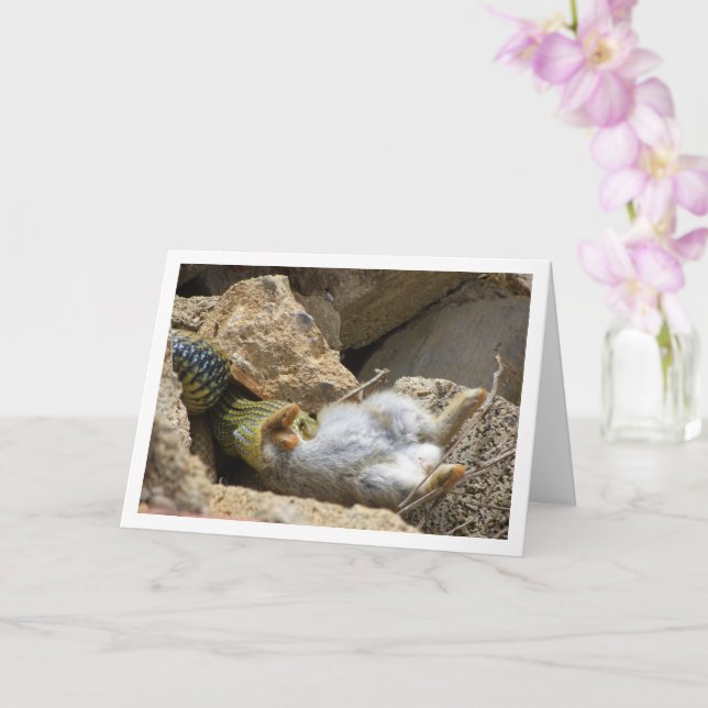 Montpellier Snake Feasting på Rabbit Kort (Orkide)