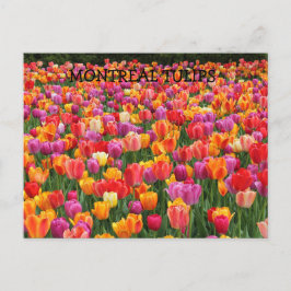 MONTREALTULIPS VYKORT