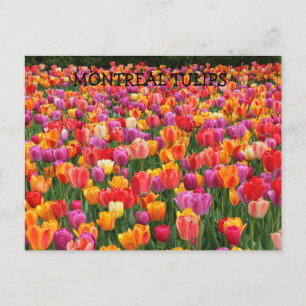 MONTREALTULIPS VYKORT