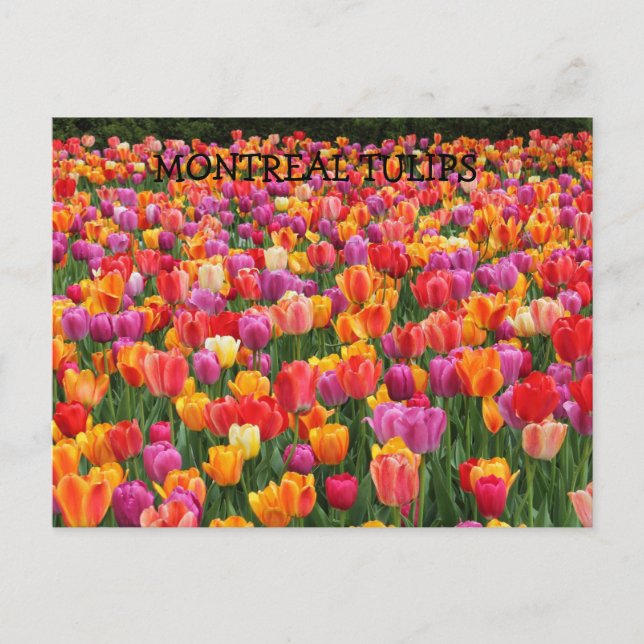 MONTREALTULIPS VYKORT (Framsida)