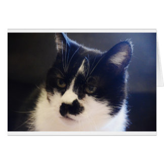 Monty Cat Hälsningskort