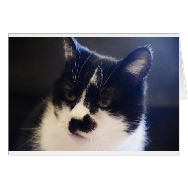 Monty Cat Hälsningskort (Framsidan Horizontal)