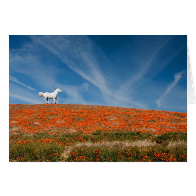 Monty i flyg hälsningskort (Framsidan Horizontal)