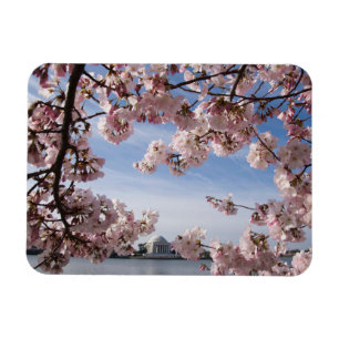 Monument Jefferson Memorial Cherry Blommars Magnet