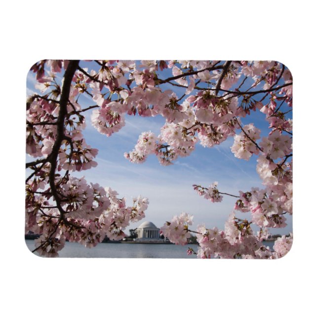 Monument | Jefferson Memorial Cherry Blommars Magnet (Horisontell)