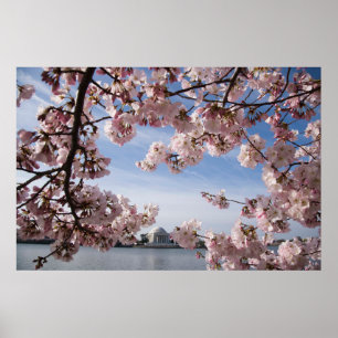 Monument Jefferson Memorial Cherry Blommars Poster