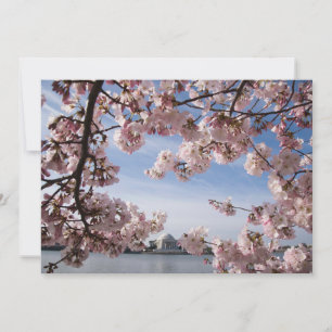 Monument Jefferson Memorial Cherry Blommars Tack Kort