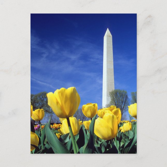 Monuments | Washington Monument in Spring Vykort (Framsida)
