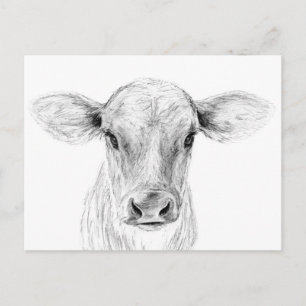 Moo A Young Jersey Cow Vykort