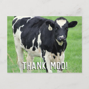Moo Cow-vykort för Tack Vykort