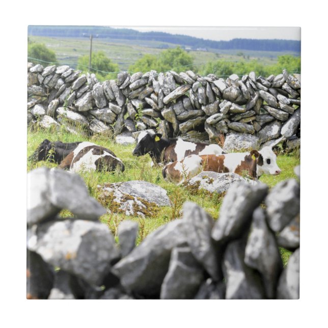 Moo Cows Kakelplatta (Framsidan)