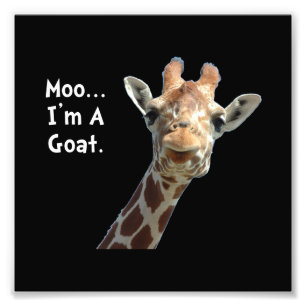 Moo Giraffe Goat Fototryck