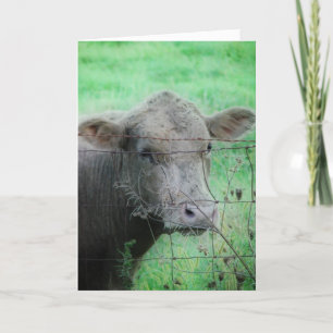 Moo! Hur är det? Kort