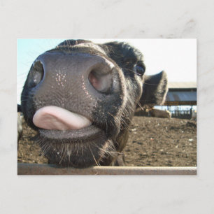 MOO KISSES VYKORT