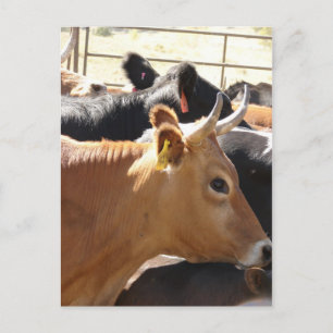Moo till dig vykort