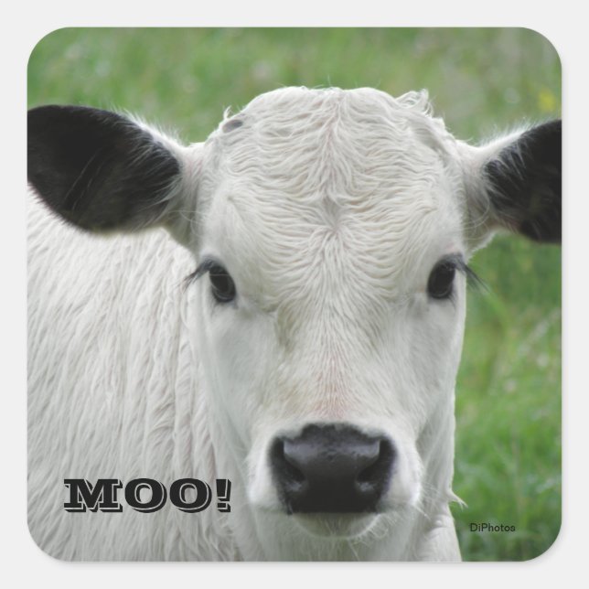 Moo - White Cow Stickers Fyrkantigt Klistermärke (Framsida)