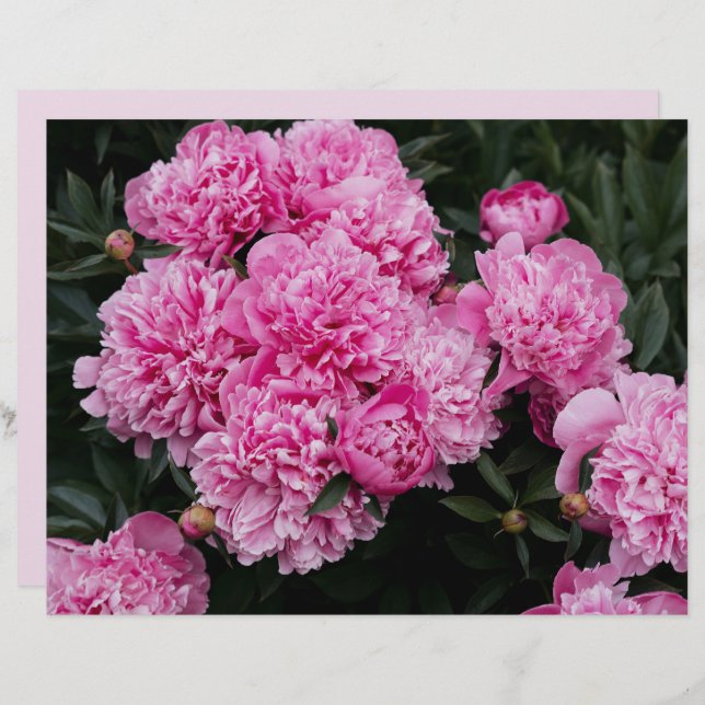 Moody and elegant pink peony  Scrapbook Paper (Fram/baksida)