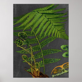 Moody Art Fern w/Chalkboard Background nr 8 Poster