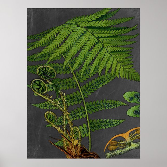 Moody Art Fern w/Chalkboard Background nr 8 Poster (Framsidan)