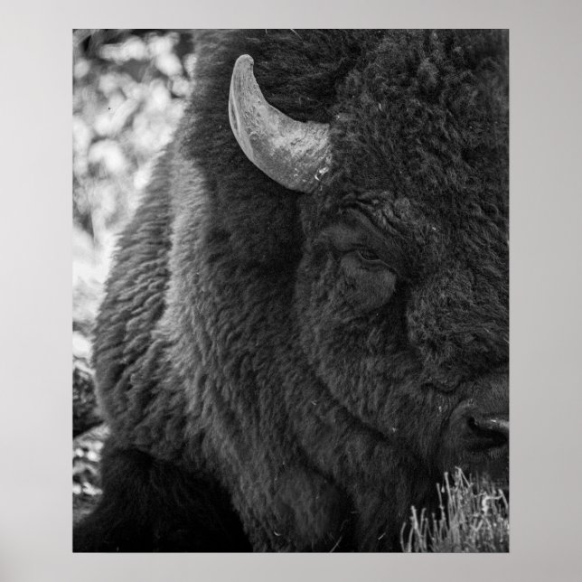 Moody Bison Buffalo Black White Poster (Framsidan)