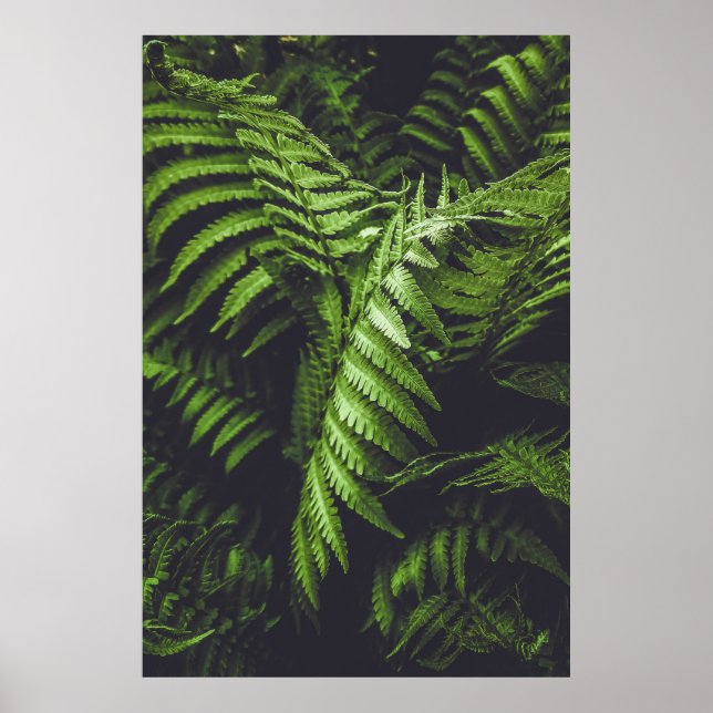 Moody Dark Green Fern Leaves Botanical Nature Poster (Framsidan)
