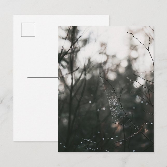 Moody Forest Dew Spider Web Vykort (Fram/baksida)