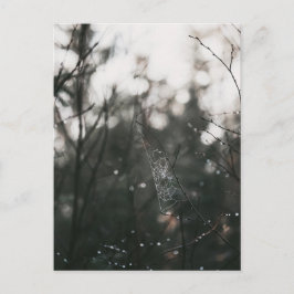 Moody Forest Dew Spider Web Vykort