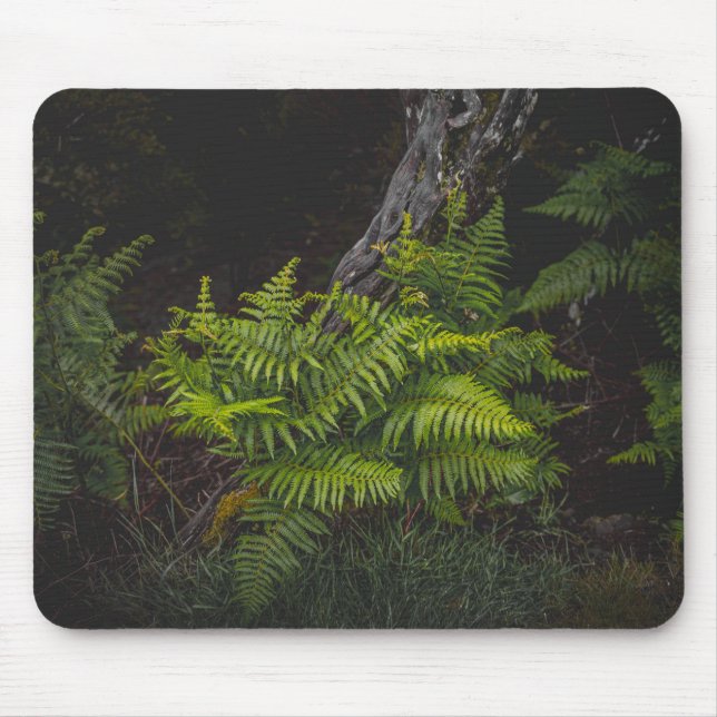 Moody green nature theme with ferns musmatta (Framsidan)