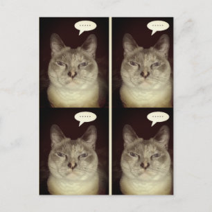 Moody katt vykort