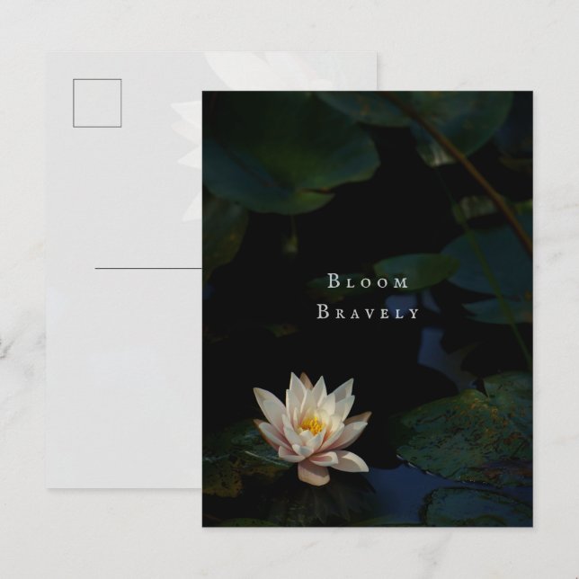 Moody Lily Pad Pond Nature Vykort (Fram/baksida)