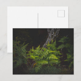 Moody nature with forest ferns vykort