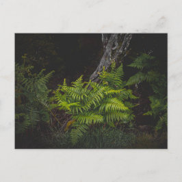 Moody nature with forest ferns vykort