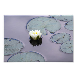 Moody Vatten Lily Fototryck