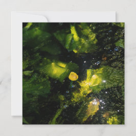 Moody Yellow Water Lily in sparkling light Julkort