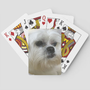 Mookee den Lhasa Apso hunden Spelkort