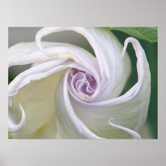 Moonblomma Poster (Framsidan)