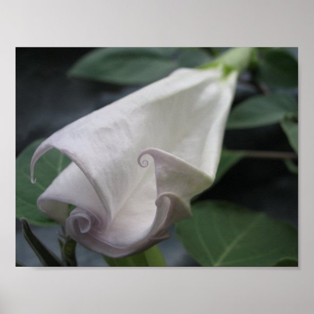 Moonblomma Poster (Framsidan)