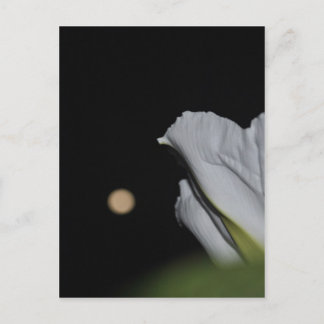Moonblomskort Vykort