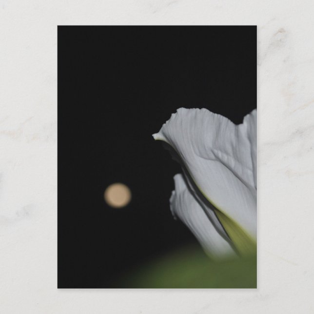 Moonblomskort Vykort (Framsida)
