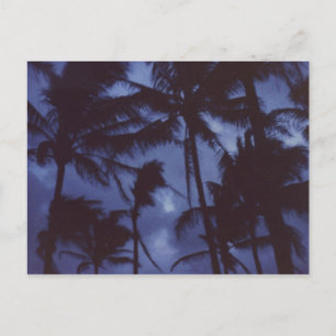 Moonlight PalmTrees vykort