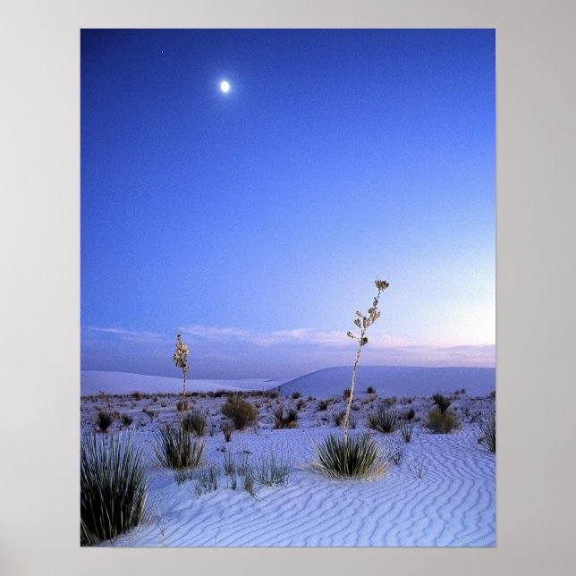 Moonlight Yucca Poster (Framsidan)