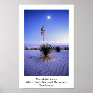 Moonlight Yucca Poster