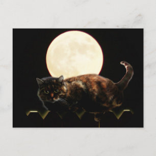 Moonlit Cat på ett stängsel med fullt måne Vykort