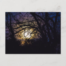 Moonlit Träd, Ohio Vykort