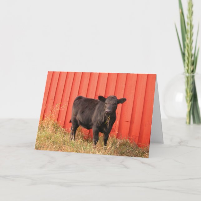 Mooooo Kort (Framsida)