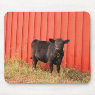 Mooooo Musmatta