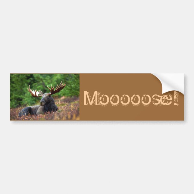 Moooose! Bildekal (Framsidan)